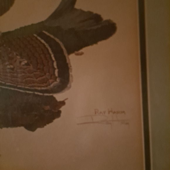 Ruffled Grouse Ray Harm - Picture 3 of 4